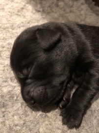 sort labrador hvalp sover, formel 1