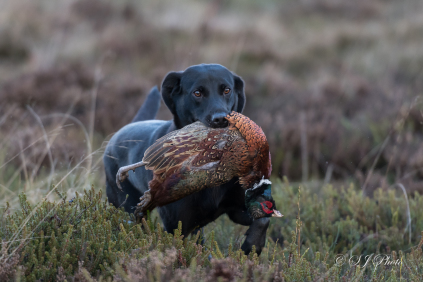 Labrador retriever til den aktive hundefører - til jagt-, markprøve- og familiehund.