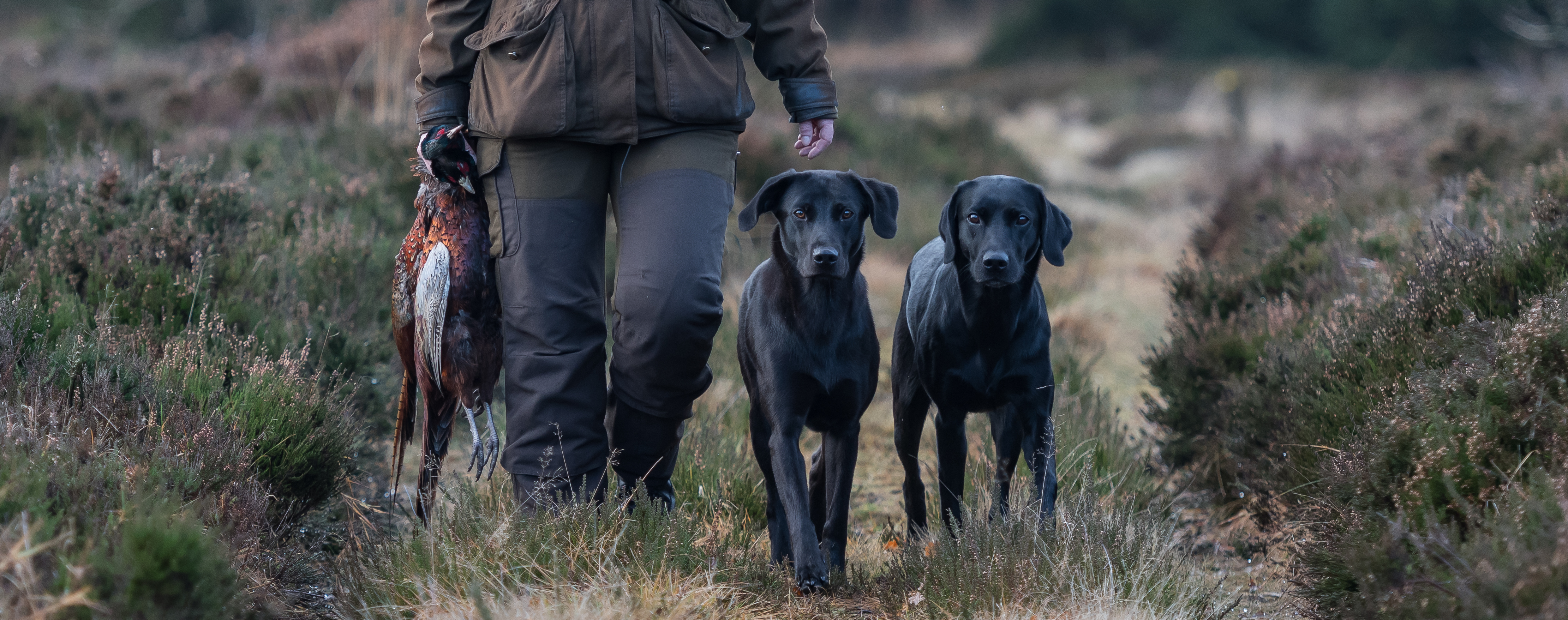 jagt, markprøve, labrador retriever, f1 labrador retriever, f1 labrador