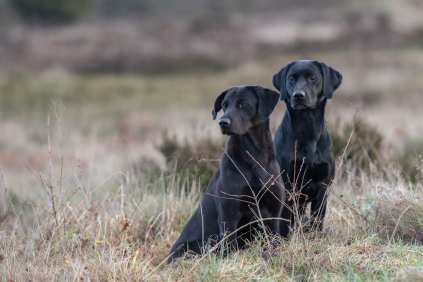 Labrador Retriever, Formel 1, jagt, markprøve, Waterford Ganton FTCH 