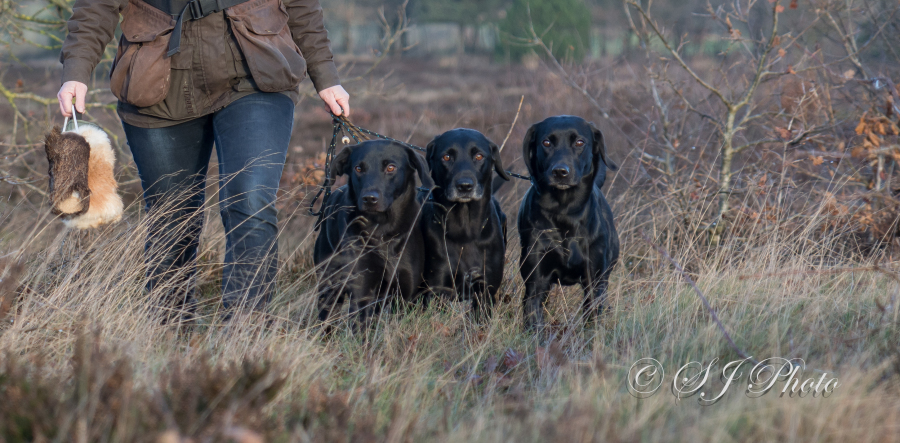 Hunde Kennel Neatmoor