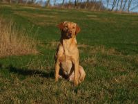 Astraglen Bailey, gul labrador, vinder A, 1. vinder m/CERT, formel 1 labrador, ft lab