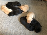 labrador hvalpe sover, f1 hvalpe, jagtlinjer