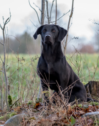 Stenhøjgårds dixie, astraglen Bailey, hvalpe, jagthund, markprøvehund