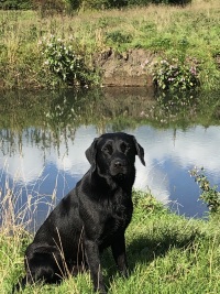 Leacaz Titus, sort labrador, formel 1 labrador, ft lab