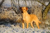 Castlemans Syrian, gul labrador, formel 1 labrador, ft lab