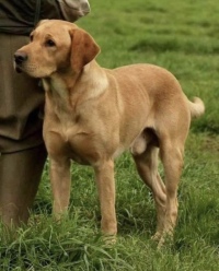 Troddenmills Full Throttle of Leacaz, gul labrador, formel 1 labrador, ft lab