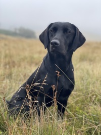 Neatmoor Amazing Maze, F1, labrador, jagthund, 