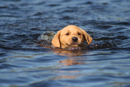 gul hvalp svømmer, retriever labrador