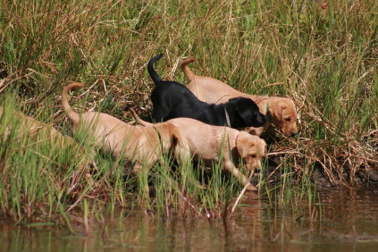 labrador hvalpe, sorte og gule hvalpe, formel 1 hvalpe, 