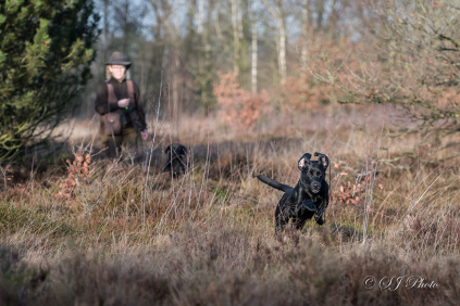 Familie på landet med lille opdræt af labrador retriever til den aktive hundefører.