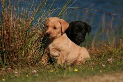 Lille opdræt af labrador retriever med vægt på brugs- og jagtegenskaber