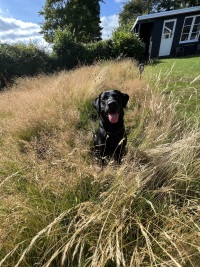 politihund, bombe- og sprængstofhund, tjenestehund