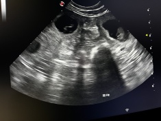 scanning, tæve drægtig, parring