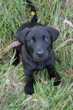 Retriever, Hunting dog, FT, Labrador