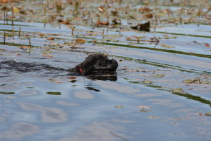 formel 1 hvalp elsker vand