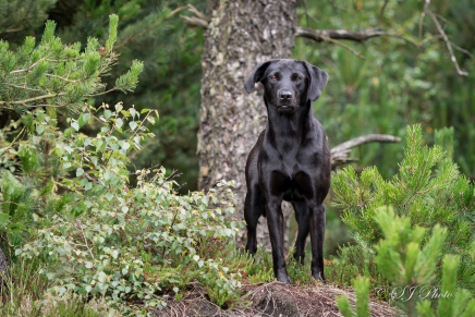 Stenhøjgårds dixie, astraglen Bailey, hvalpe, jagthund, markprøvehund