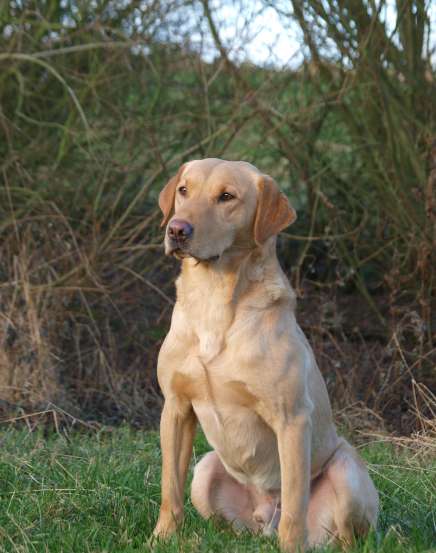 Astraglen Bailey, gul labrador, vinder A, 1. vinder m/CERT, formel 1 labrador, ft lab