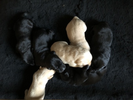 gule og sorte labrador hvalpe