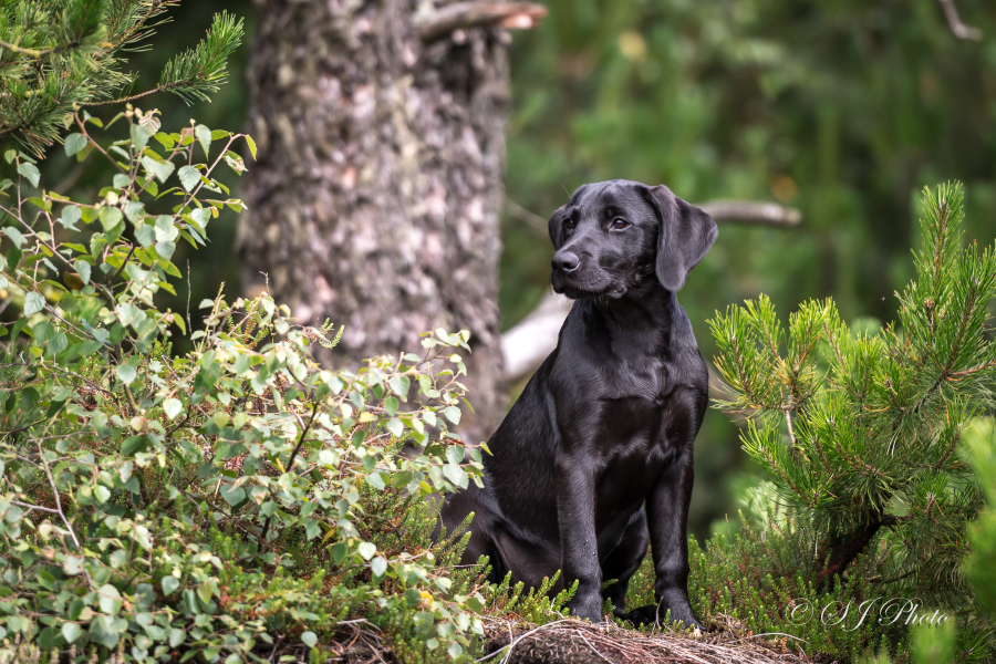 Nyheder om kennel Neatmoor, hunde og opdræt.